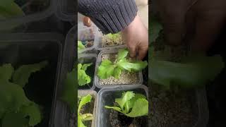 Leonardid in bitkiler uzerine etkisi#leonardid#bitki besleme#teknofest #tarım #soil #agriculture