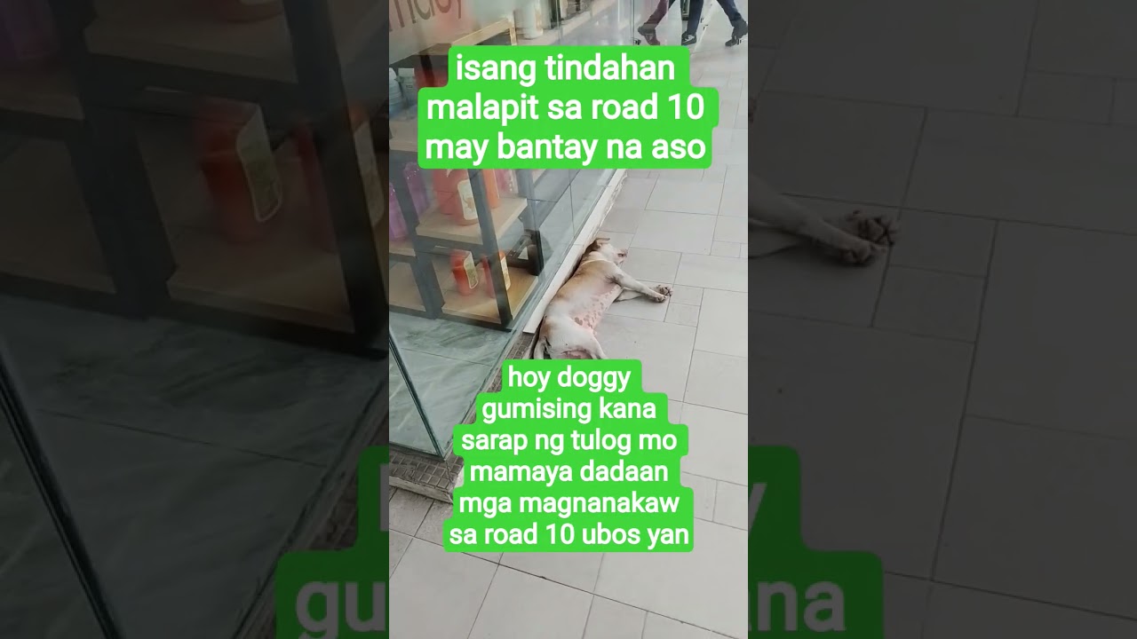 hoy doggy huwag antokin sa road 10 ubos yan mga shampoo niyo #viralvideo