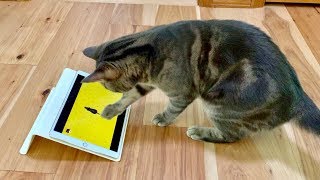 My Cat Loves Playing Games On Ipad - Funny Cat