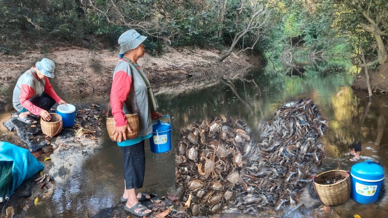 ใส่ตุ้มกุ้งค้างคืนหมานคักกุ้งแตกซวดๆเข้าทุกหลังมีแต่ตัวงามๆ 15.ม.ค.69