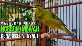 Masteran Kenari Roll Panjang Jernih! Pancingan Agar Kenari Cepat Buka Paruh Ngerol Panjang