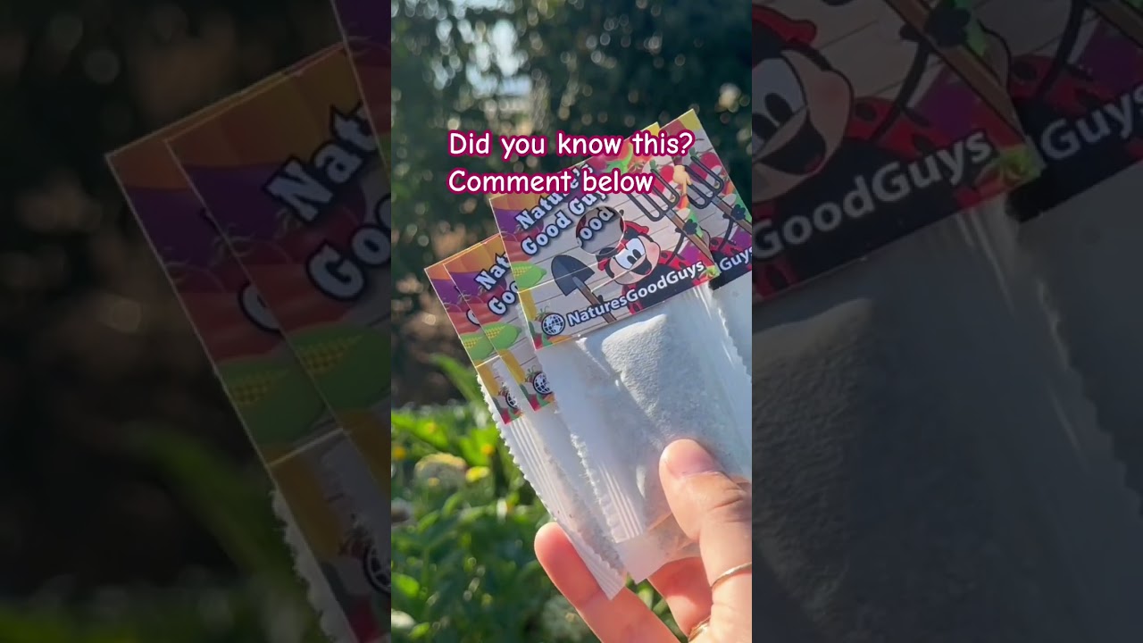 Predatory mites sachets vs bottles. Full video on our channel! 