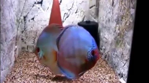 Hồ cá dĩa sinh sản đây - Thiết kế hồ cá dĩa sinh sản phong cách độc đáo