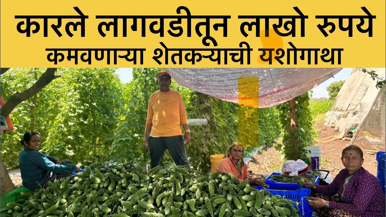 कारली लागवडीतून लाखोंचा नफा | प्रत्यक्ष यशस्वी शेतकरी मुलाखत, संपूर्ण मार्गदर्शन | Karle lagwad |