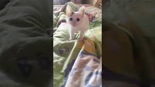 My love Sundae 😍🫶 #shortsvideo #shorts #short #shortvideo #fy #fypシ #kitten #cats #catlover #sundae