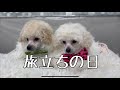 【旅立ちました…】#uno1ワンチャンネル #宇野昌磨 #宇野樹 #いぬとの暮らし #トイプードル生活 #フィギュアスケート