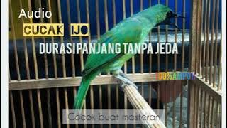 NEW!!! MASTERAN CUCAK IJO PILIHAN JURI SENASIONAL JUARA NO. 1 FULL ISIAN JERNIH #cucakijo #juara