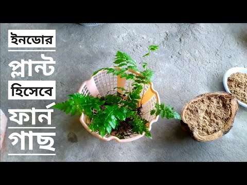 ভিডিও: ফার্ন বাগান: ব্রিসল-বহনকারী মনোগরিয়াডনিক