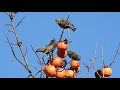 Estorninho-malhado  Sturnus vulgaris Espinhel  concelho de Águeda 26-01-2019