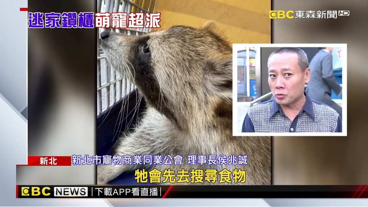 浣熊翹家闖隔壁民宅躲鞋櫃 鄰：以為是「狐狸」嚇通報@newsebc