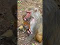 monkey | monkey na jya kya kiya video maa #shorts #short #shortvideo