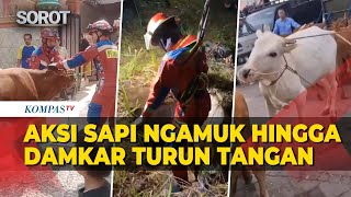 Hilarious but Intense! Compilation of Rampaging Qurbani Cows, Firefighters Even Had to Intervene