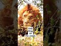 Lion shorts youtubeshorts anandg kenya massaimara