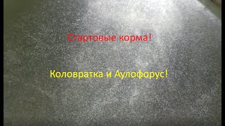 Стартовые корма-КОЛОВРАТКА и АУЛОФОРУС.