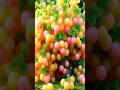 quick technique to propagate and grow goldenberry fruit trees #garden #shorts
