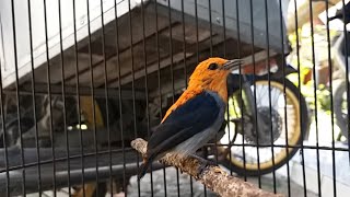 KEMADE GACOR ‼️ Suara MASTERAN & PIKAT burung cabe / ENCIT / Kemlade bahan agar cepat bunyi NGALAS