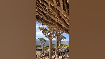 Viral Tree Who Knows The Name Of The Tree Please Comment👇 #nature #fyp