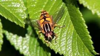 Footballer hoverfly - Helophilus pendulus