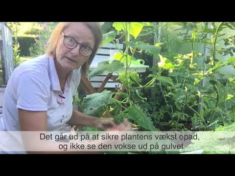 Video: Alt Om Funktionerne I Pleje Og Dyrkning Af Agurker Sibirisk Krans F1 + Video