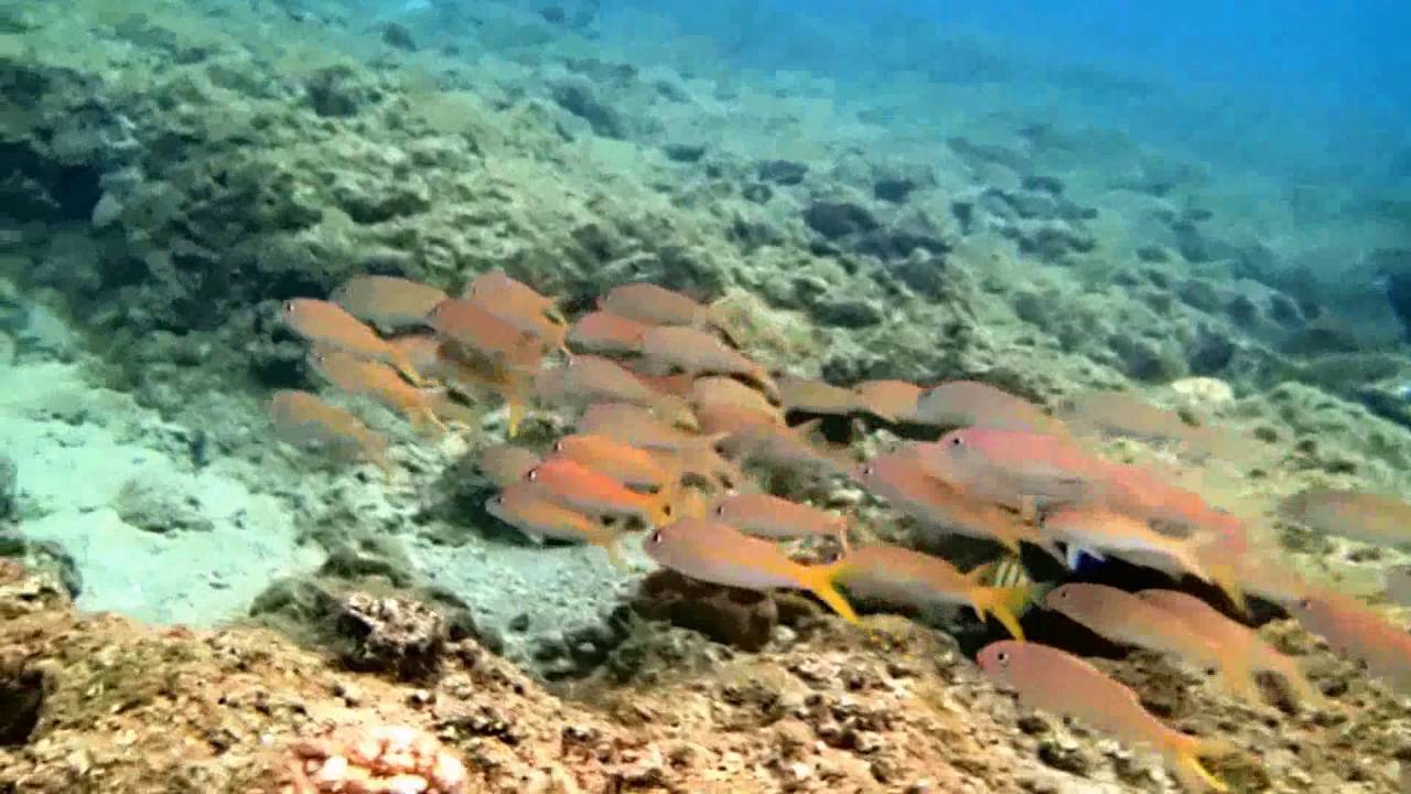 Yellow Goat Fish Anini Beach Kauai