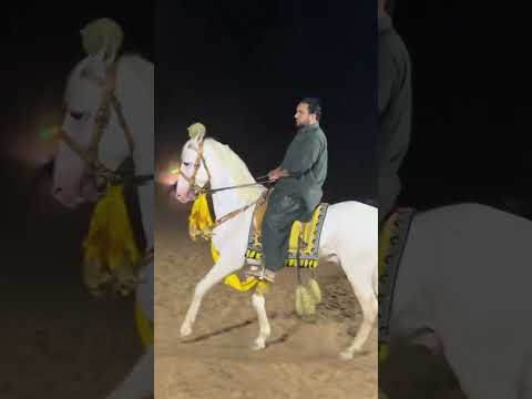 Morna no 1 #horse #nezabaziinpakistan