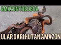 REVIEW AMAZON TREE BOA/LEBIH KEREN DARI ANACONDA !