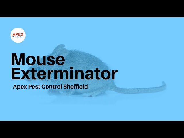 Mouse Exterminator near me |  Apex Pest Control Sheffield