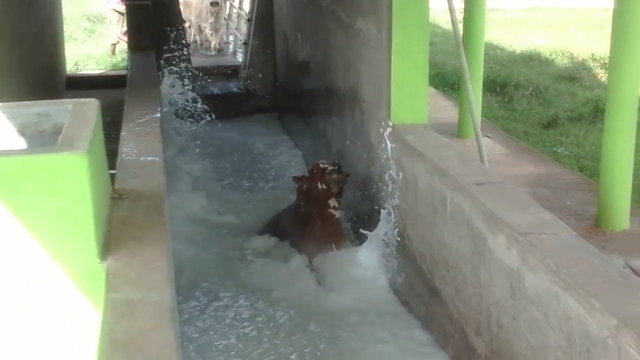 Cattle dipping by Beyeza General Services Limited.