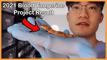 2021 GECKOPIA BLOOD TANGERINE LEOPARD GECKO PROJECT