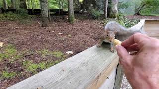 My Squirrel Buddy 'Benji' 10.2.2021 by PrettySlick2 48 views 2 years ago 43 seconds