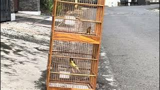 Full stock of canary roldotan