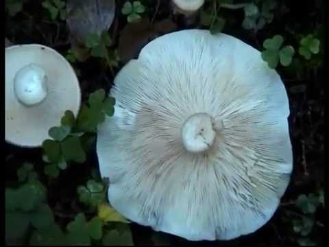 Ведьмин круг грибов. Рядовки белые ложные.