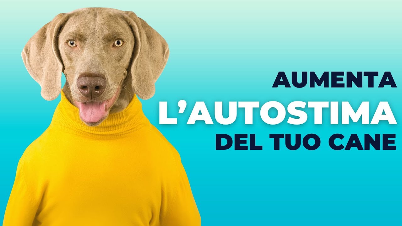 Come aumentare l'autostima del cane