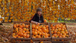 Harvesting and drying red Persimmon in Caucasian Village - 1-Hour  Best Recipes