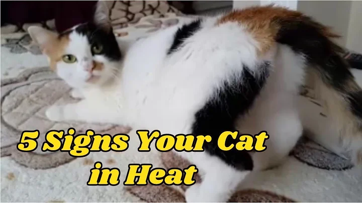 5 Signs Your Cat in Heat - DayDayNews