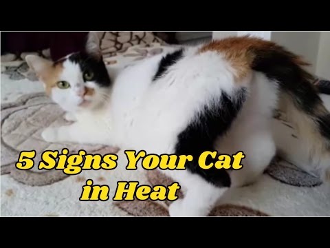Video: How To Behave In The Heat