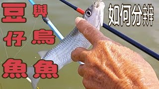 釣友教我們如何分辨豆仔魚與烏魚（第49部）Anglers teach us ... 