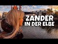 Was ist diesem Fisch passiert ⁉ |Zander angeln mit Catch + Clean | Elbe in Hamburg |