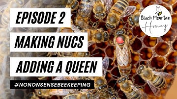 Overwintered Nucs - Episode 2 - Adding a Queen