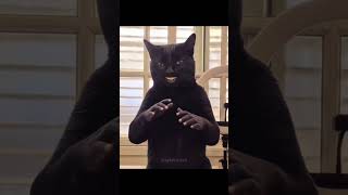 cat clapping #edit #reels #meme #Tuff