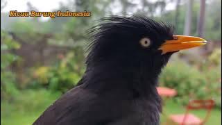 Suara Khas Jalak Kebo Jantan Memanggil Betina Dijamin Jalak Betina Langsung Bunyi #jalakgacor8