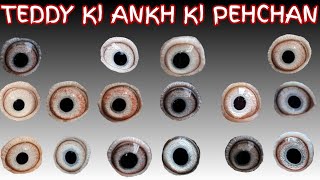 Teddy Kabootar Eye Signs