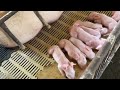 The sow produces 19 piglets, and finds a foster sow to ensure the survival rate