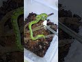 Test makan tikus Craspedocephalus trigonocephalus dari Sri Lanka #snake #reptiles #viper #ular