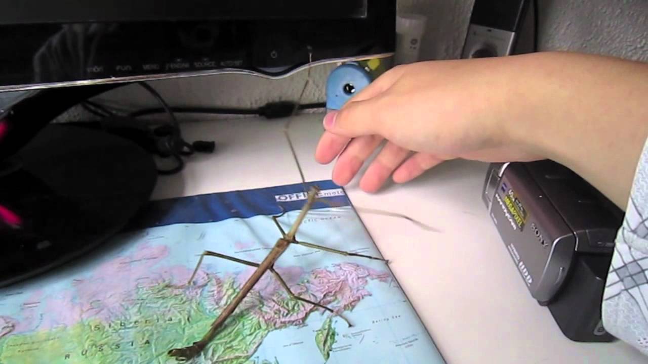 Pharnacia ponderosa adult male