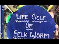 Life Cycle of SilkWorm#TLM made from waste Material