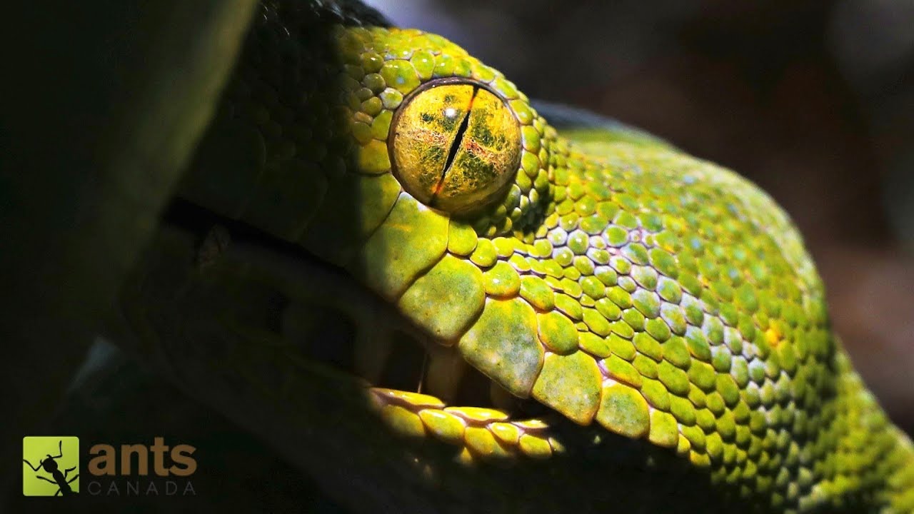 careless whisper Meet My Other Exotic Pets