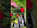 Roses two in one #shortvideo #shorts #short