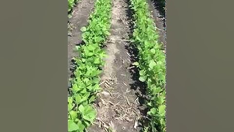 Soybean pre-emergent weed control from metribuzin and flumioxazin