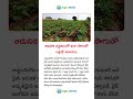 ఆధునిక పద్ధతులతో వంగ సాగుతో లక్షల్లో ఆదాయం #telugunews #agriculture #viralvideo